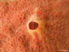 Hemimycale Columella
