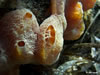 Sponge