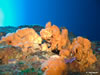 Agelas Oroides