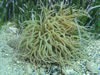 Anemonia Viridis 1