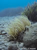 Anemonia Viridis 2