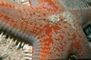Astropecten Arancianus