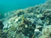 Blennius Sp.
