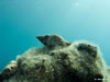 Buccinulum Corneum