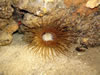 Cerianthus Membranaceus 2.