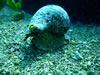 Charonia Tritonis 2