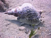 Charonia Tritonis