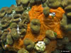 Chondrilla Nucula