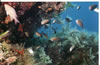 Chromis Chromis