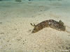Dendrodoris Grandiflora 4