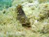 Dendrodoris Grandiflora 5