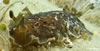 Dendrodoris Grandiflora 8