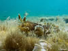 Dendrodoris Grandiflora