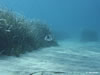 Diplodus Sargus