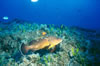 Epinephelus Sp. 2