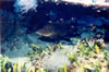 Epinephelus Sp. 3