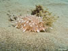 Eustichopus Regalis