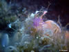 Flabellina Affinis