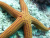 Hacelia Attenuata 1