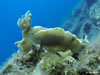 Hypselodoris Picta