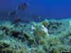 Hypselodoris Picta