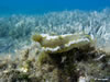 Hypselodoris Picta