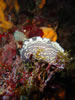 Hypselodoris Picta