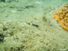 Hypselodoris Tricolor