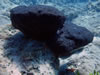 Ircinia Sp. 2