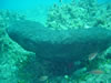 Ircinia Sp.