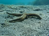 Marthasterias Glacialis