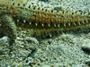 Marthasterias Glacialis