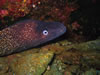 Murena Helena