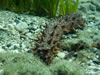Ocnus Planci