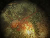 Octopus Macropus