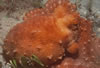 Octopus Vulgaris