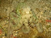 Octopus Vulgaris