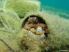 Octopus Vulgaris