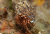 Pagurus Sp.