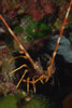 Palinurus Elephas
