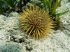 Paracentrotus Lividus 1