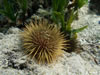 Paracentrotus Lividus 2