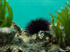 Paracentrotus Lividus 3