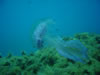 Pelagia Noctiluca