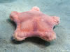 Peltaster Placenta 1