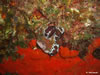 Peltodoris Atermaculata