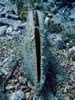 Pinna Nobilis