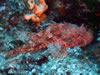 Scorpaena Scrofa