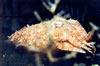 Sepia Officinalis