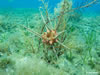 Stylocidaris Affinis